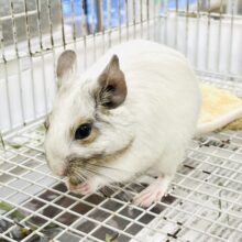 【最新画像】ぱっちりお目目の美人さん❤︎デグー（ホワイト）女の子