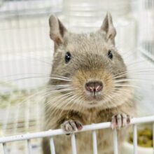 【最新画像】カキカキ大好き❣️デグーのノーマルちゃん‼️(デグー)(ノーマル)