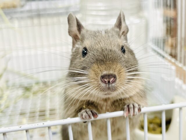 【最新画像】カキカキ大好き❣️デグーのノーマルちゃん‼️(デグー)(ノーマル)