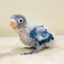 ふわふわ綿毛の妖精さん🧚✨ブルーボタンインコ（ヒナ）