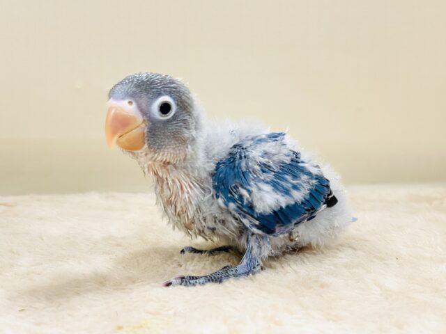 ふわふわ綿毛の妖精さん🧚✨ブルーボタンインコ（ヒナ）