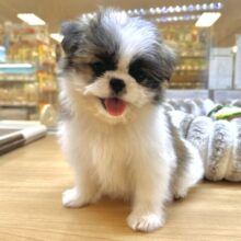 ちっちゃな甘えん坊🤍シーポメちゃん♡̴⟡.˚