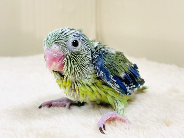 表情豊かなミニミニ怪獣ちゃん💚マメルリハ（ノーマル）ヒナ