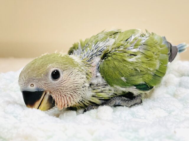 可愛さアイドル級💕コザクラインコ（ノーマル）ヒナ