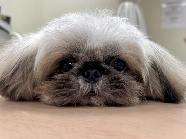 まっくろくろすけ🖤ペキニーズくん