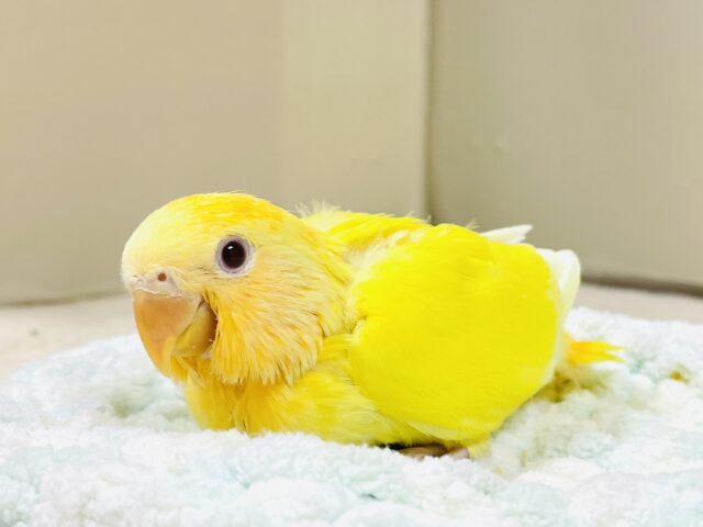 【最新画像】きいろい妖精さん💛コザクラインコ（ルチノーオパーリン）ヒナ