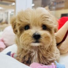 人が好きすぎてごめんなしゃい♡マルプーくん！