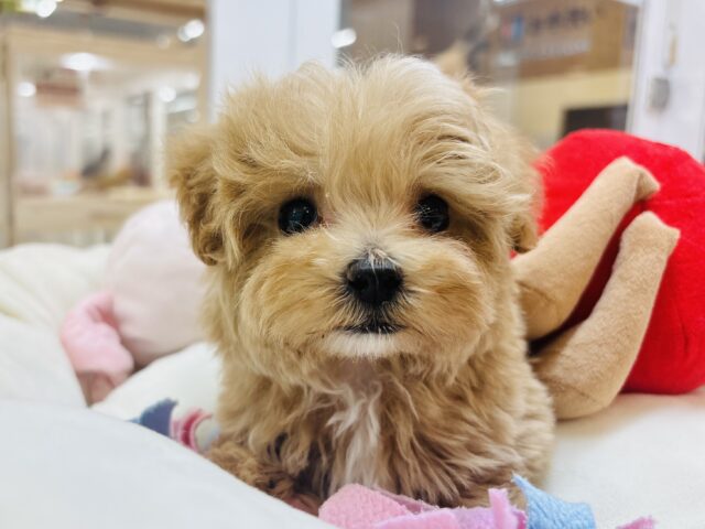 人が好きすぎてごめんなしゃい♡マルプーくん！