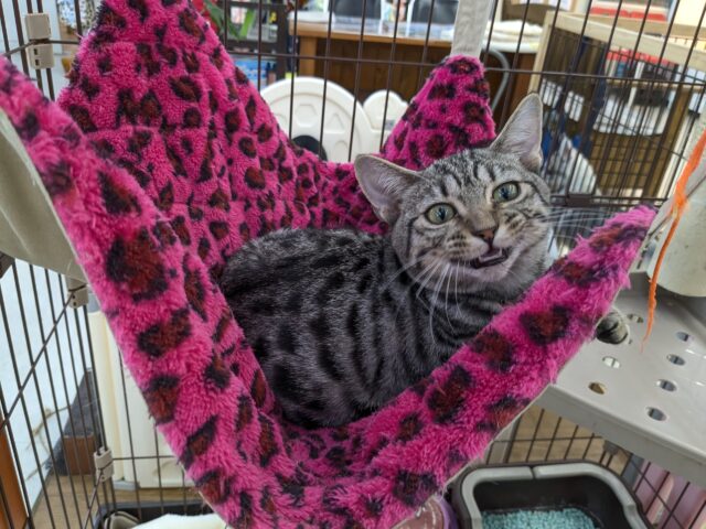 最新画像更新！！甘えんぼハイテンションガール💗　マンチカンの女のコ　2025/10/17撮影