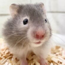 セーブルハムスター（バンデット）　つぶらなおめめがかわいい子！
