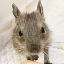 デグー（ブルー）　男の子　びびりさんだけど馴れそうな予感！