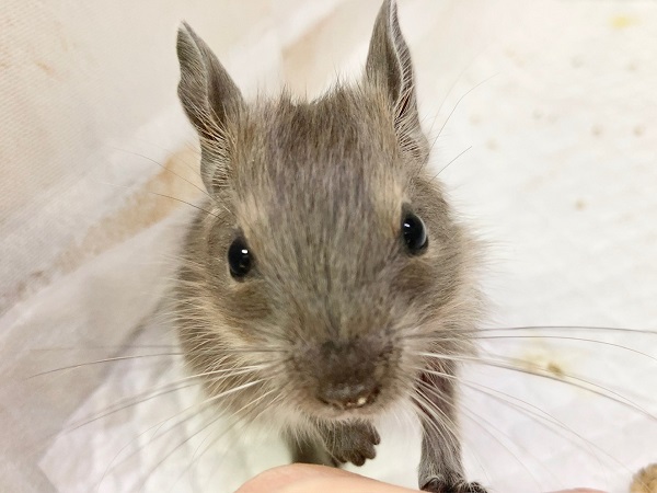 デグー（ブルー）　男の子　びびりさんだけど馴れそうな予感！