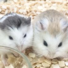 ロボロフスキーハムスター　男の子　かわいい色変わりさんたちです！