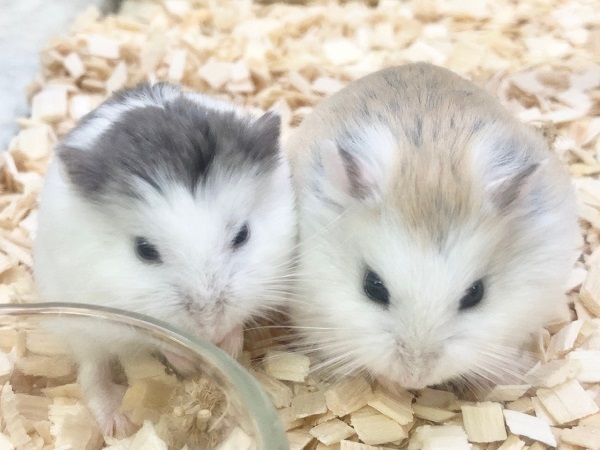 ロボロフスキーハムスター　男の子　かわいい色変わりさんたちです！