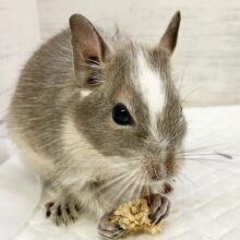 デグー（ブルーパイド）　女の子　成長が楽しみ♪美人なデグーさんが来ました！