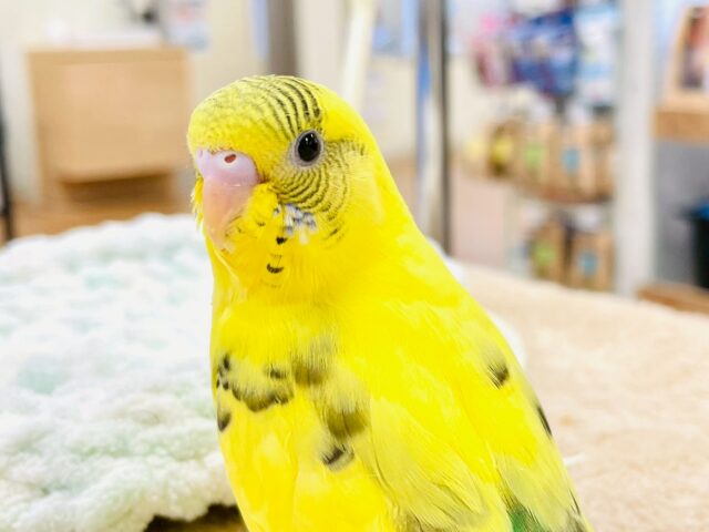 すくすく成長してます❣️☺️セキセイインコ（ハルクイン）ヒナ