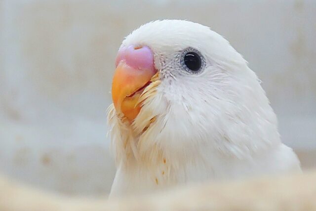 最新画像になります☆べちゃべちゃふぇいす♡　気にしないーー　セキセイインコ　ダブルファクター～～