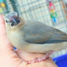 動画あり☆【🆙最新画像アリ‼️】ブンブンブンチョー参上🎵　桜文鳥