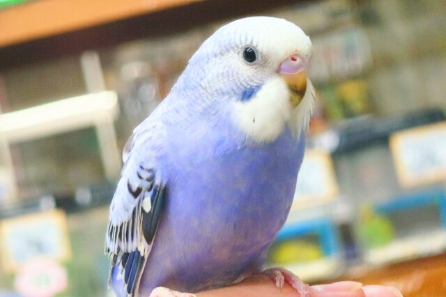 最新画像になります☆　黒真珠★　プレミアム感しかないねっ　セキセイインコ　オパーリン〜〜　