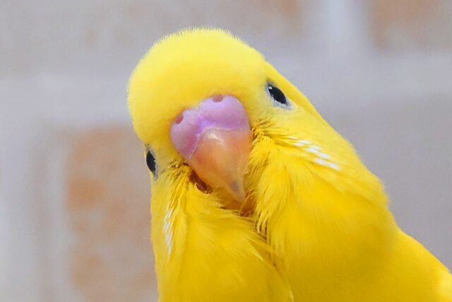 最新画像になります☆　届いた？？「お家行きたい光せん☆彡」まっきっき！🌼🐤💛　セキセイインコ（ダブルファクター）