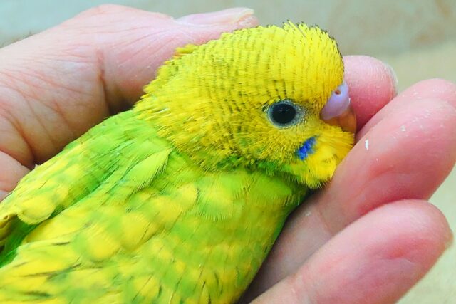 最新画像になります☆あまーーいっレモンライム🎶🍋　セキセイインコ（グリーンスパングル）