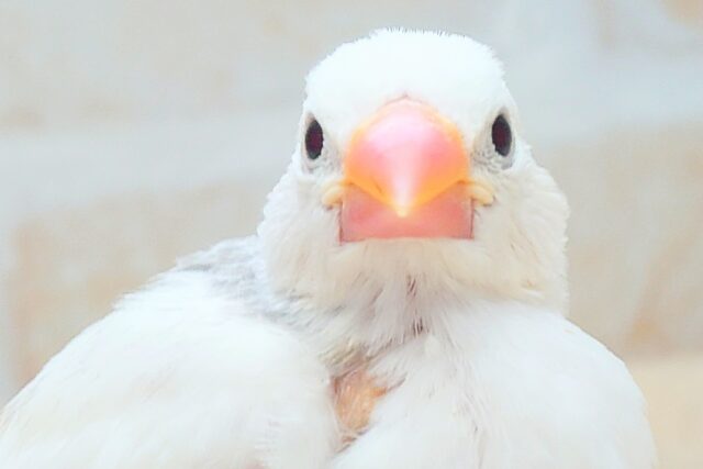 最新画像になります☆じつはーご機嫌♫しろしろぶんちょす🤍　白文鳥