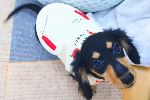 最新画像になります☆アゲ↑、サゲ↓～～わかりやすっ💓カニンヘンダックスの男のコきました〜🌟