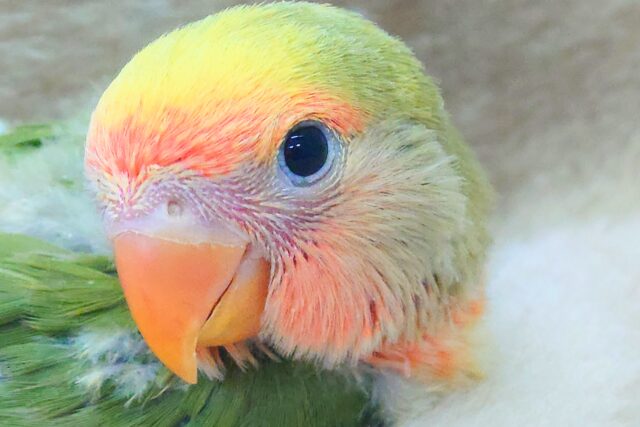 わぁ～～♨　ｽﾃｷな出会いになってしまいましたねぇ☆彡　コザクラインコ　タイガーチェリー～～