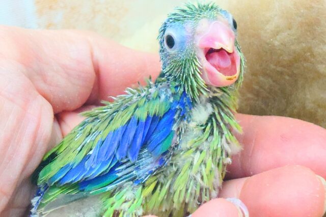 手の上の存在感☆彡　感じてみません？？　マメルリハインコ　ノーマル～～