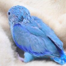 最新画像になります☆　アピールの仕方♪　可愛いじゃない～～～☆彡　マメルリハインコ　ブルー～～　