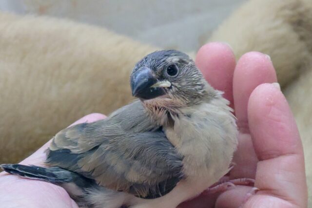 最新画像になります☆への字がはこぶーー幸せ☆　桜文鳥〜〜