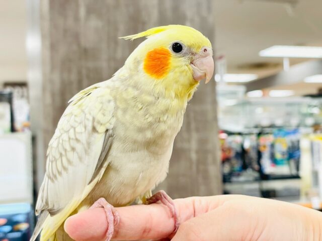 【最新画像】ゴージャスな鱗模様✨️なオカメインコちゃん❣️(シナモンパール)(ヒナ)