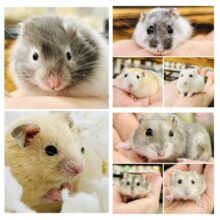 新規入舎のとっとこハムちゃんズ✨