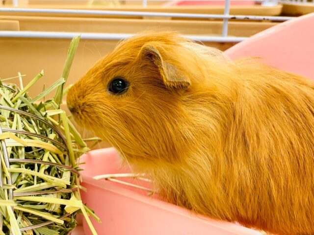 ぷーいぷーい💕イングリッシュモルモット（男の子）