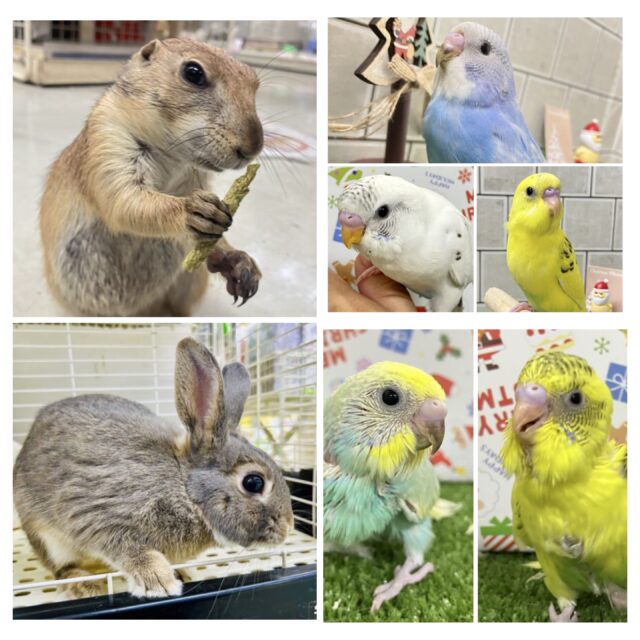 【緊急追加セキセイフェア～！！】柏店フェア情報～！！　