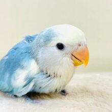 レアで激カワなコザクラインコちゃん❣️(ブルーチェリーパイド)ヒナ