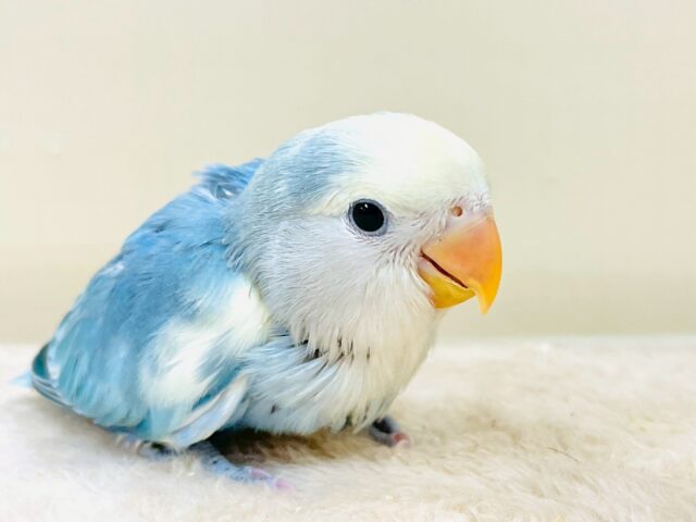 レアで激カワなコザクラインコちゃん❣️(ブルーチェリーパイド)ヒナ