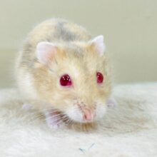 やわらかカラーに際立つルビーアイ👀✨️ルビーアイハムスター(女の子)