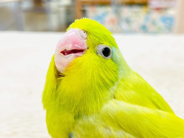 　恥ずかしがり屋なちびっこ怪獣くん💛マメルリハ（アメリカンイエロー）男の子