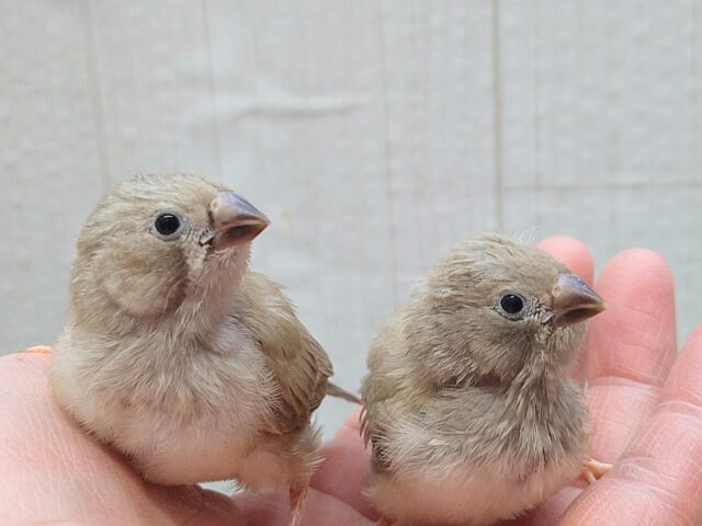 最新画像あります！小さな可愛いマロングラッセ🌰2つ💕キンカ鳥さんヒナフォーン