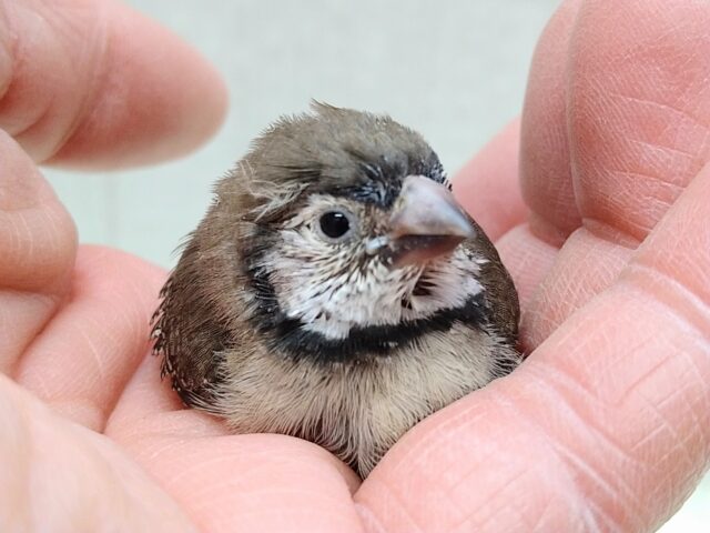 レアフィンチ来ました‼️カノコスズメヒナさん💕