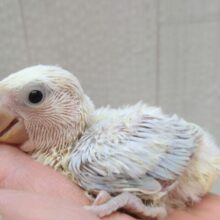 神がかった淡めカラー🌟コザクラインコヒナさんパリドブルーオパーリン