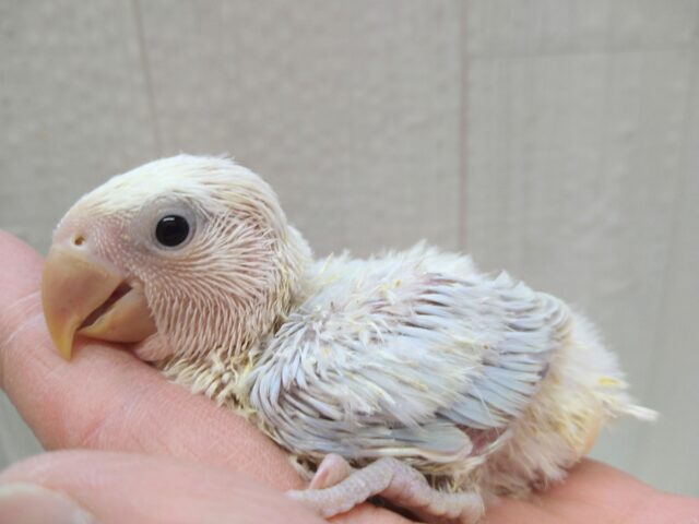 神がかった淡めカラー🌟コザクラインコヒナさんパリドブルーオパーリン