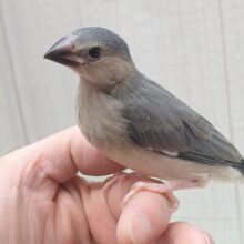 最新画像あります！メッチャ雄々しい！桜文鳥ヒナさん