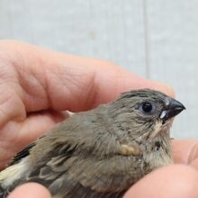 目力強めです！キンカ鳥ヒナさんノーマル