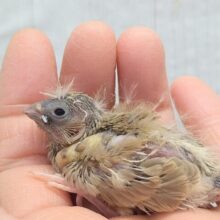 今限定です！ポヤポヤ〜なヒナ毛が可愛すぎます🤎キンカ鳥ヒナさんフォーン