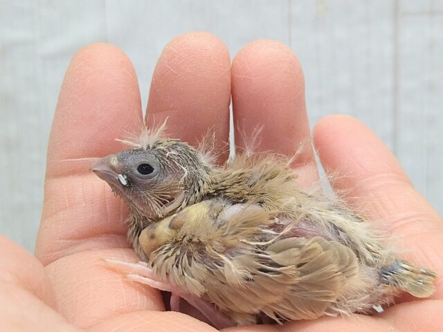 今限定です！ポヤポヤ〜なヒナ毛が可愛すぎます🤎キンカ鳥ヒナさんフォーン