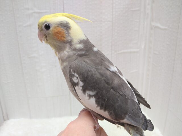 最新画像あります！ガーガーが止まりません⋆͛🦖⋆͛オカメインコパイドカラー🔥