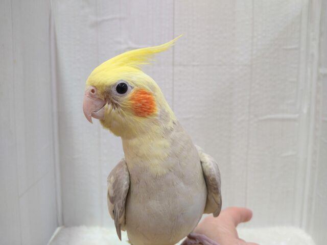 最新画像あります！立派な王冠でお出迎え👑 ⸝⸝オカメインコのシナモンパイド🌟す