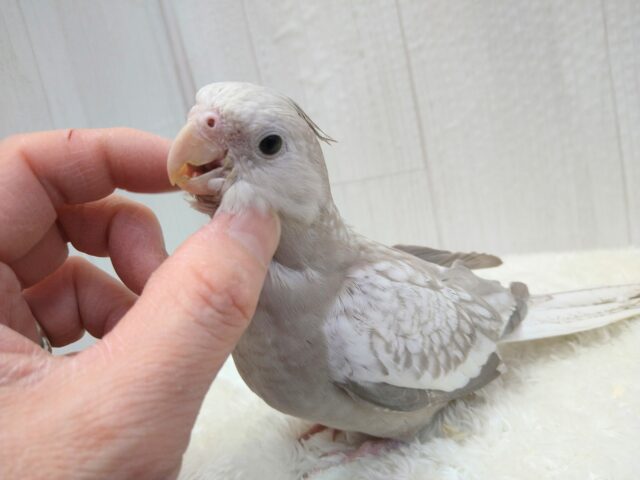 最新画像有ります❗️優しさ溢れる🫶💕︎︎モノトーンのオシャレさん😎✨オカメインコ(ホワイトフェイスシナモンパール)